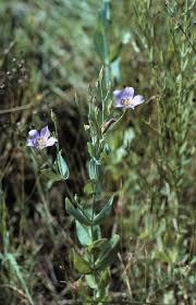 Image result for eustoma maurine