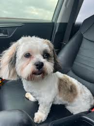 Adorable shih tzus 8week old