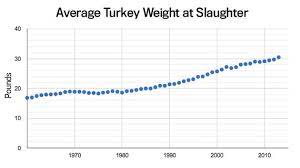 In the 1980s, turkeys put on an average of.25 pounds a year. The Supersized American Turkey The Atlantic