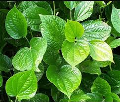 Check spelling or type a new query. Daun Kaduk Pun Boleh Hilangkan Rawat Batuk Dan Kahak Facebook