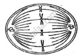 The diagram below represents a stage during cell division. The Diagram Given Below Represents A Stage During Cell Division Identify Whether It Is A Plant Cell Or An Animal Cell Give A Reason In Support Of Your Answer And Name The