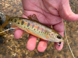 Here you will find beautiful high desert brown trout along side hard fighting rainbow trout. Missouri Blue Ribbon Trout Slam Little Piney Creek Mo Outdoors