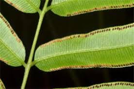 Image result for Marattiaceae