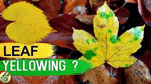 Blight, whether early blight or late blight, will cause discoloration in the leaves. Leaves Turning Yellow 10 Tips To Fix Plant With Yellow Or Brown Leaves Leaf Chlorosis Youtube