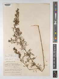 Image result for Psoralea arborea