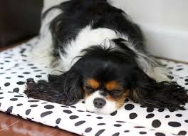Black And Grey Spotted Dog Dalmatian Spot King Charles Dog Cavalier King Charles Cavalier King Charles Dog