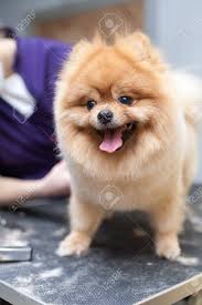 These cuts preserve the hair around the face and tip of the tail but shave down the entire body. Grooming Pomeranian Dog By Professional Groomer Hairdresser Stock Photo Picture And Royalty Free Image Image 96244023