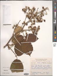 Image result for Rubus steudneri