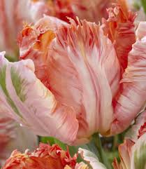 Check spelling or type a new query. Parrot Tulips Tulip Store