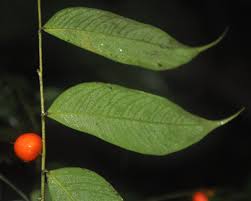 Image result for Dicranolepis