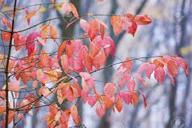 Choose from 280+ pink tree graphic resources and download in the form of png, eps, ai or psd. Branch With Red And Pink Leaves On The Background Of Bare Trees Stock Photo Picture And Royalty Free Image Image 107427279