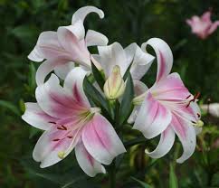 Hoa loa kèn là loại hoa đã quá quen thuộc với người yêu hoa tại việt nam. Y NghÄ©a Hoa Loa Ken Biá»ƒu TÆ°á»£ng Tinh Yeu Cao ThÆ°á»£ng Chay Bá»ng