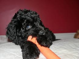 We did not find results for: Sheepadoodle Puppies Llanelli Carmarthenshire Pets4homes