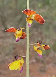 Image result for Eulophia schweinfurthii