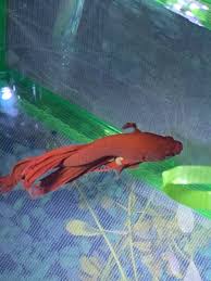 Welcome to our betta fish feeding guide. I Need Help Betta White Poop And Bloated Belly My Aquarium Club
