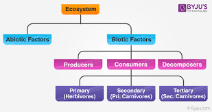 ecosystem structure types components functions of ecosystem