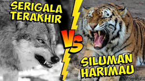Inilah 8 foto pertarungan sengit antara elang rubah dan kelinci siapa pemenangnya semua halaman intisari. Download Banteng Ini Kalah Bertarung Dengan Seekor Kambing Yang Gagah Berani Mp4 Mp3 3gp Naijagreenmovies Fzmovies Netnaija
