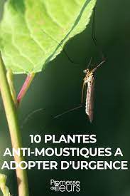 We did not find results for: 10 Plantes Anti Moustiques Repulsives Et Efficaces