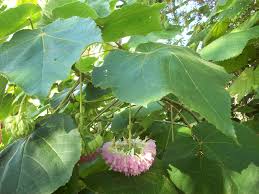 Image result for Dombeya lastii