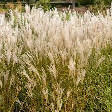 Image result for Miscanthus violaceus