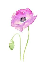 Flower Purple Poppy Floral Watercolor Art Print By Olechka Society6 Poppy Wall Art Poppy Painting Poppy Art