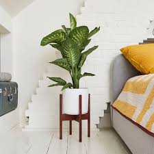 Dieffenbachia Seguine Tropic Snow Indoor Plants In London Indoor Plants In London Patch