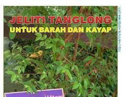 Menggunakan daun pokok duit2 yang ditumbuk hancur kemudian ambil daunnya serta air perahannya ditekap pada tempat yang kena kayap dan dibengkung semalaman. Ubat Kayap Cara Kampung Rawatan M