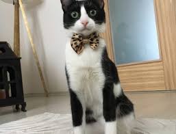 Smokin Tuxedo Cinsi Disi Kedime Es Ariyorum Petyasam