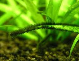 Black Furry Algae In Fish Tank Tackling The Black Brush Algae Bba Tropical Fish Tanks Fish Tank Fish Tank Plants