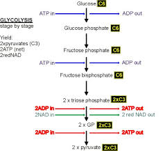 Glycolysis And The Krebs Cycle Biology Revision