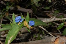 Image result for Commelina albescens