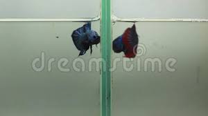 There are a bunch of reasons why these pugnacious fish fight each other. Betta Fish Fighting Stock Video Video Of Water Fight 46363439