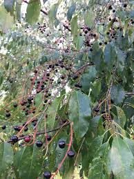 Image result for Prunus serotina