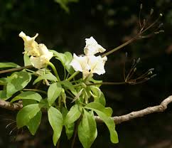 Image result for Cladostemon kirkii