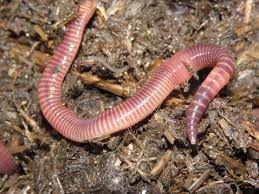 Length-Weight Relationships of Invasive Earthworms
