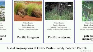 Image result for Oreobambos buchwaldii