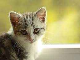 pixabay de ucretsiz goruntuler kedi kedi yavrusu kopek yavrusu cute kittens sevimli kediler sevimli hayvan yavrulari