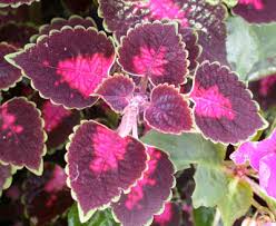 Image result for Lamiaceae