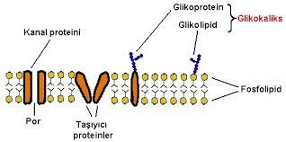 Glikokaliks, hücre zarının yüzeyinde, özellikle şekerlerce hücre zarına bağlı olan glikokaliks, hücre zarının bütün uzantıları, çöküntüleri, kavisleri, oyuntuları. Glikokaliks Nedir Glikokaliksin Gorevleri Ve Ozellikleri
