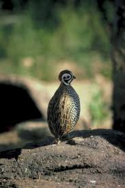 4.3 out of 5 stars 112. Quail Pen Size Animals Mom Com