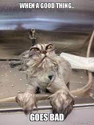 When a good thing goes bad meme. When A Good Thing Goes Bad Cat Bath Returns Make A Meme