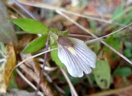 Image result for Blepharis