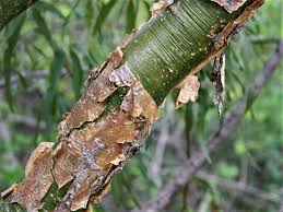 Image result for Commiphora