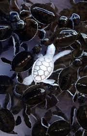 Albino Turtle Rare Albino Animals Unusual Animals Albino Animals