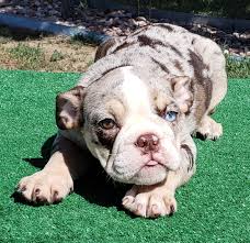 In order for dogs to live happy, productive, and long lives their owners need to be aware of the everyday health requirements as well. Carina Chocolate Tri Merle English Female 6500 With Rights 7500 Bulldog Puppies English Bulldog Puppies Puppies