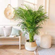Areca Palme Interieur Ontwerpen Palm Woonkamer