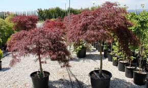 Whether you want to enjoy your life or decorate surroundings around you, we provide an array of styles to help you make a better choice of sky seeds online. Acer Palmatum Dissectum Garnet Japanese Maple Garnet Half Standard Garden Plants Online