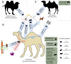 Camels' humps consist of stored fat, which they can metabolize when food and water is scarce. Genomic Signatures Of Domestication In Old World Camels Communications Biology