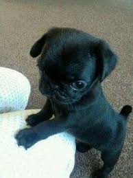 Black And Tan Pug Puppies Black Pug Puppy Not As Cute As Max But Second Handsomest Puppy Will Do May 30th Hewan Kucing Cucu