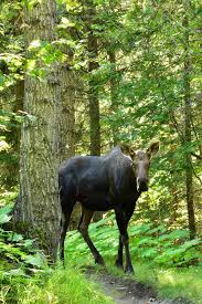 Feel free to download, share, comment and discuss every wallpaper you like. Download Free Photo Of Moose Forest Wildlife Nature Portrait From Needpix Com